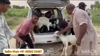 super fast transport🚛🚛 अब हनुमानगढ़ में//पूरे भारत में हो रहा बकरी ट्रांसपोर्ट //Salim Khan