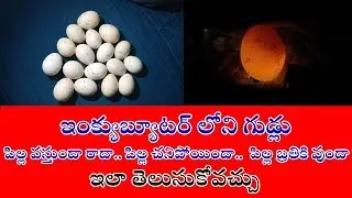 How To Know Incubators Eggs Status Step by Step In Telugu || Egg Candling In Telugu