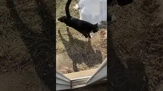 Ну, по крайней мере, Смипс наслаждается временем, проведенным на улице. 😂