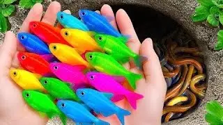 Catch Stunning Freshwater Aquarium Fish In Giant Colored Eggs, Swordfish, Pingpong Pearl Fish, Koi
