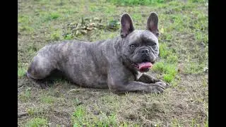 Are French Bulldogs Noisy? The Truth About Their Barking Habits