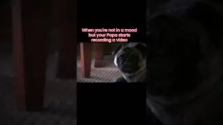 Jacob is not in the mood for video #pug #puglife #love #mood #pet #doglife #fbreels #babyboy #tlc