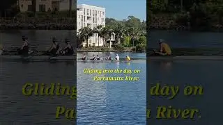 Peaceful morning team rowling on Parramatta river.
