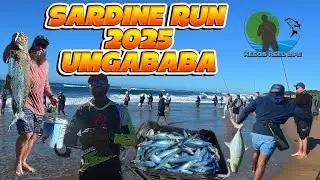 Sardine Run 2025 / Fishìng Durban /Umgababa / Garrick / Shad / Netting Sardines /Jig and drop Action