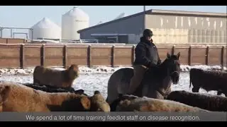 Antibiotics and Animal Care - A Veterinarian&rsquo;s Perspective