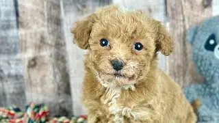 Poochon puppy 8337