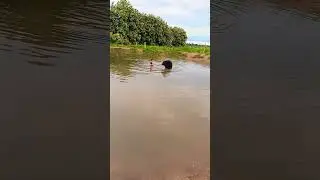 dando banho no berrante dentro da represa