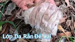 While checking the fish trap, they discovered the skin of a very large snake.