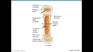 Bone Formation: Fetus to Adult