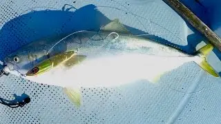 Slow pitch Jigging @ Ehime,Japan Yellow Tail 5kg