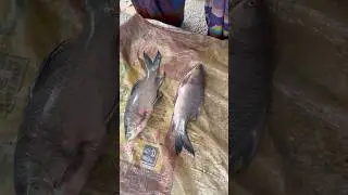 khusiyara river catfish auction 🥰🥰#shorts #virulreels #fishauction #rohufish #riverfish #fishlovers