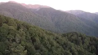 1080 Poison & The Myth of Silent Forests - Mt Holdsworth