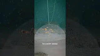 How A Cast Net Works 🤔