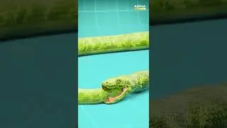 👉 Some snakes eat their own tails 😱 | Shocking Snake Behavior #arimamedia #facts
