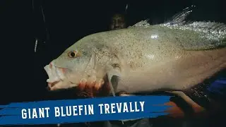 DURAKING || Giant Bluefin Trevally