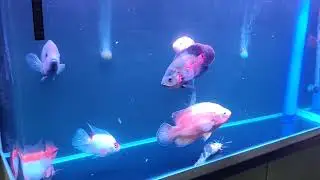 New tank setu😍
