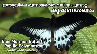 Blue Mormon Butterfly | Papilio Polymnestor |  krishnashalabham Malayalam @simimaniz