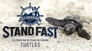 Sur le front - pour les Tortues