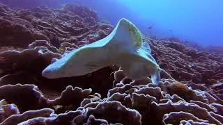 Pristine Diving | Pemba Island | Tanzania | Ep.2