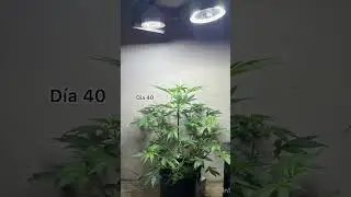 Seguimiento cultivo con galponeras. (total 150w) Gen: Auto Power Plant. Banco: Ojitos Rojos