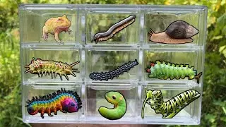 INSECT HUNTING IN NATURE 🪲🐚‼️CATERPILLAR, FROG, MILLIPEDES, BEETLE, SNAIL, GRASSHOPPERS, BUTTERFLIES