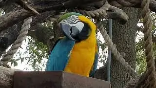 Bali the #macaw.