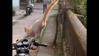 #cats #cat My street cat chasing thieves in the morning helped me .