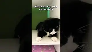 #funny #pets #petchallenge #nameinspiration