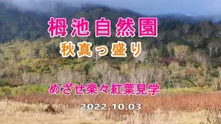 栂池自然園紅葉　めざせ楽々紅葉見学　2022.10.03