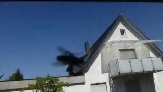 fly eating house