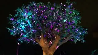 Dollywood Tree of Wildwood Grove Oct 2019