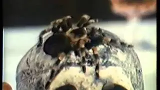 Halloween Horror Mashup
