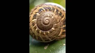 🐌✨ Dentro de mi Concha, en Paz ☕🛋️