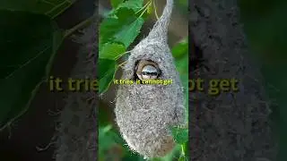🐦Weaver Bird hides its eggs like this