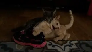 Joe & Llewyn Wrestling, December 2016