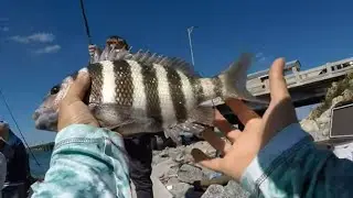 Skyway Bridge Sheepshead Madness FISH ON CHANNEL