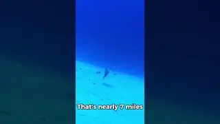 5 Facts About The Ocean #facts #f1history #shark