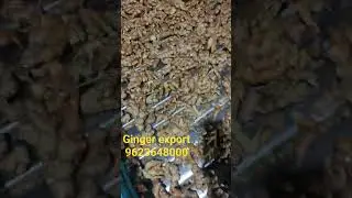 #ginger #trending #westbengal #export #youtubeshorts