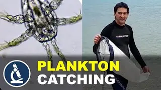 Catching PLANKTON in the Mediterranean Sea