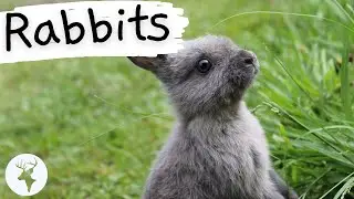 Learn Fun Facts about Rabbits! | Educational Classroom Learning Video About Rabbits/ (ESL Listening)
