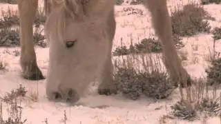 Introducing Cloud&rsquo;s Look-A-Like Filly Encore
