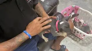 How to microchip a puppy