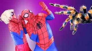 Spiderman vs Spidergirl - Spiderman vs Real Spider - Superheroes in Real Life - BSHIRL- Superheroes!