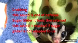 10 types sound of sugar glider