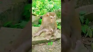 Really Tiny Cute Baby Monkey Life With Great Mom Care Well #cutemonkey #animals #short #fun