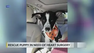 Raleigh rescue puppy with heart condition finds match in foster family with the same diagnosis