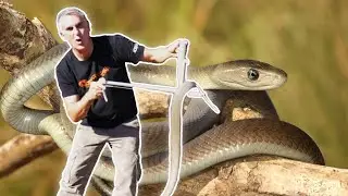 BLACK MAMBA CLOSE CALL -  CrittaCam