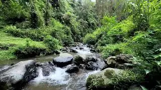 Invite sleep naturally with soothing river ambience in a misty mountain forest for peaceful rest
