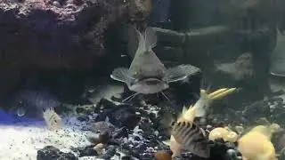 Moby the Gulper Catfish eating dinner