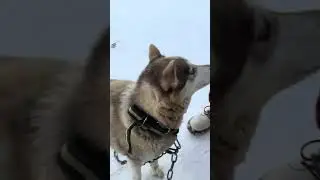 Who Doesn't Love Huskies! (Murmansk, Russia)